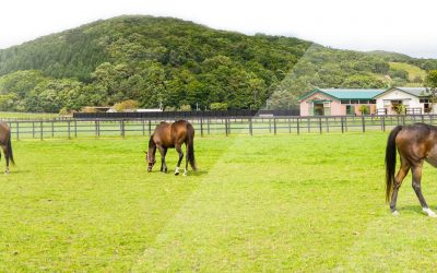 Elevando a Gestão de Haras com Mapeamento Topográfico Preciso